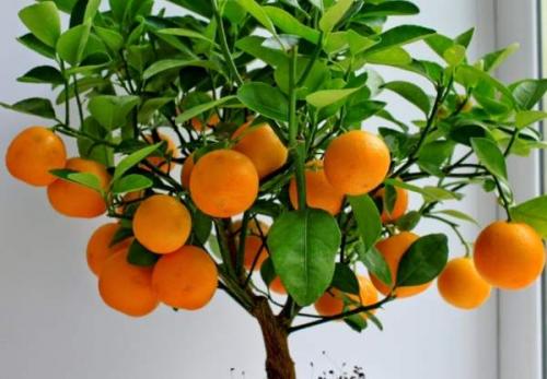 Топ-5 неприхотливых комнатных растений. Топ-5 самых неприхотливых комнатных растений 10 Топ-5 неприхотливых комнатных растений. Топ-5 самых неприхотливых комнатных растений 10