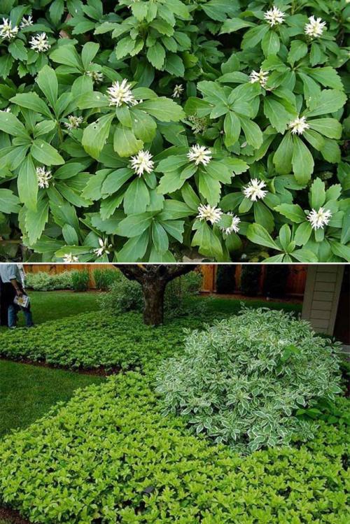 Какие высокие многолетники можно посадить в тени. Задерняющие растения 04