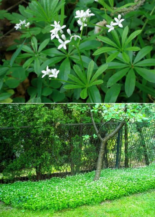 Какие высокие многолетники можно посадить в тени. Задерняющие растения 03