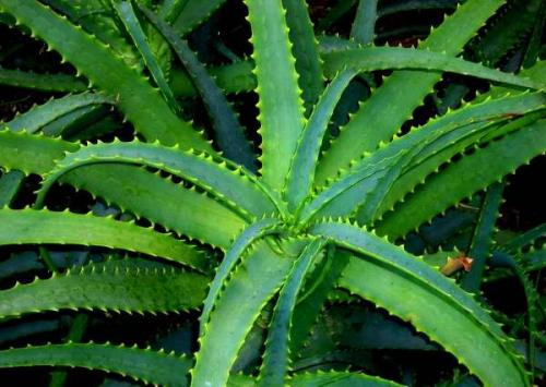 Топ-5 неприхотливых комнатных растений. Топ-5 самых неприхотливых комнатных растений 06 Топ-5 неприхотливых комнатных растений. Топ-5 самых неприхотливых комнатных растений 06