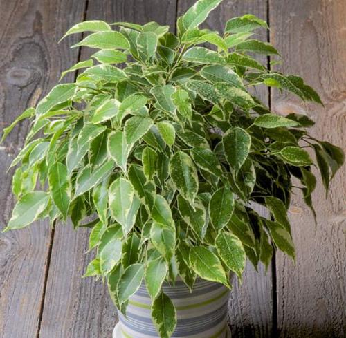 Топ-5 неприхотливых комнатных растений. Топ-5 самых неприхотливых комнатных растений 03 Топ-5 неприхотливых комнатных растений. Топ-5 самых неприхотливых комнатных растений 03