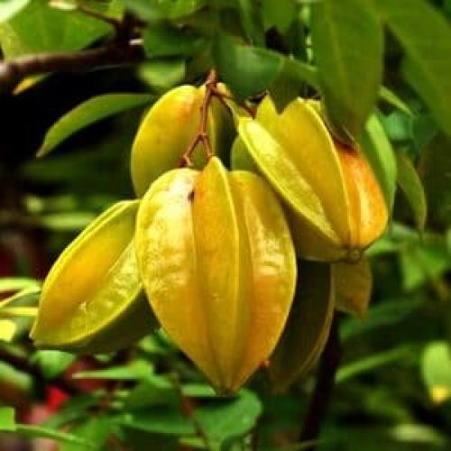 Топ-5 неприхотливых комнатных растений. Топ-5 самых неприхотливых комнатных растений 13 Топ-5 неприхотливых комнатных растений. Топ-5 самых неприхотливых комнатных растений 13