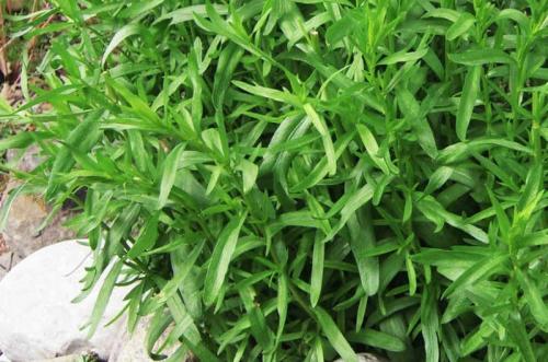 Какие высокие многолетники можно посадить в тени. Задерняющие растения 19