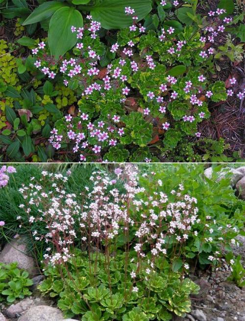 Какие высокие многолетники можно посадить в тени. Задерняющие растения 06