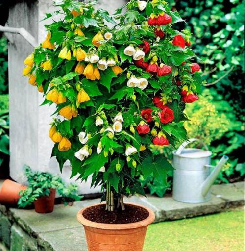 Топ-5 неприхотливых комнатных растений. Топ-5 самых неприхотливых комнатных растений 12 Топ-5 неприхотливых комнатных растений. Топ-5 самых неприхотливых комнатных растений 12