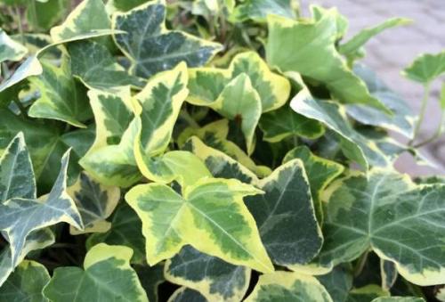 Топ-5 неприхотливых комнатных растений. Топ-5 самых неприхотливых комнатных растений 07 Топ-5 неприхотливых комнатных растений. Топ-5 самых неприхотливых комнатных растений 07