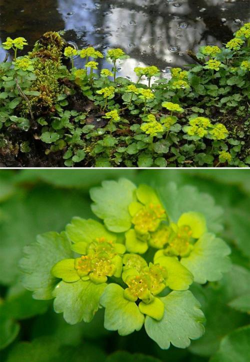 Какие высокие многолетники можно посадить в тени. Задерняющие растения 05