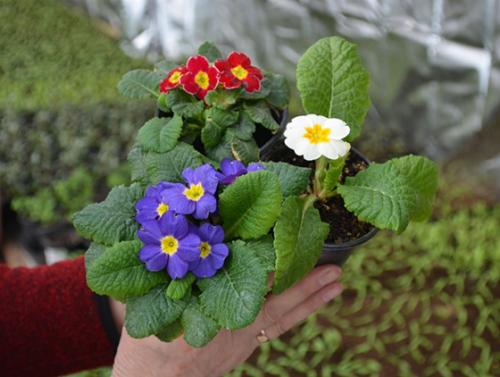 Топ-5 неприхотливых комнатных растений. Топ-5 самых неприхотливых комнатных растений 17 Топ-5 неприхотливых комнатных растений. Топ-5 самых неприхотливых комнатных растений 17