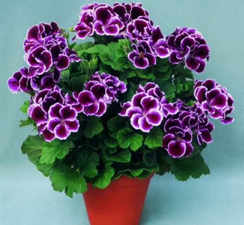 Топ-5 неприхотливых комнатных растений. Топ-5 самых неприхотливых комнатных растений 09 Топ-5 неприхотливых комнатных растений. Топ-5 самых неприхотливых комнатных растений 09