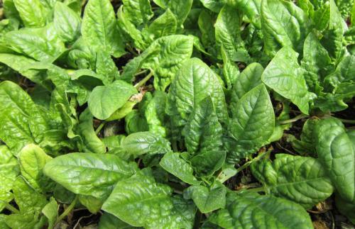 Что посадить в тени из овощей. Овощи на грядке: список неприхотливых, теневыносливых и необычных. Смешанные посадки овощей