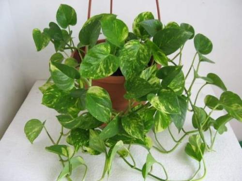 Топ-5 неприхотливых комнатных растений. Топ-5 самых неприхотливых комнатных растений 04 Топ-5 неприхотливых комнатных растений. Топ-5 самых неприхотливых комнатных растений 04