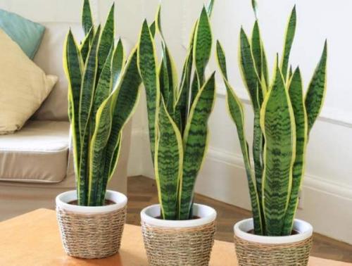 Топ-5 неприхотливых комнатных растений. Топ-5 самых неприхотливых комнатных растений 08 Топ-5 неприхотливых комнатных растений. Топ-5 самых неприхотливых комнатных растений 08