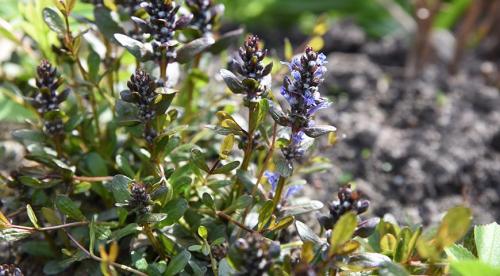 Какие высокие многолетники можно посадить в тени. Задерняющие растения 23