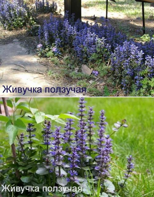 Какие высокие многолетники можно посадить в тени. Задерняющие растения 02