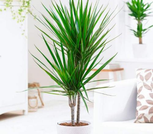 Топ-5 неприхотливых комнатных растений. Топ-5 самых неприхотливых комнатных растений 05 Топ-5 неприхотливых комнатных растений. Топ-5 самых неприхотливых комнатных растений 05