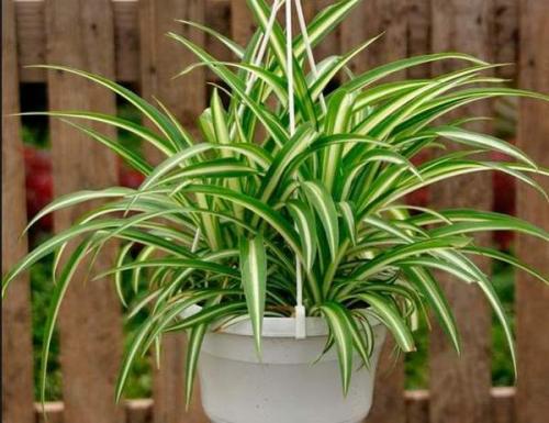 Топ-5 неприхотливых комнатных растений. Топ-5 самых неприхотливых комнатных растений 02 Топ-5 неприхотливых комнатных растений. Топ-5 самых неприхотливых комнатных растений 02