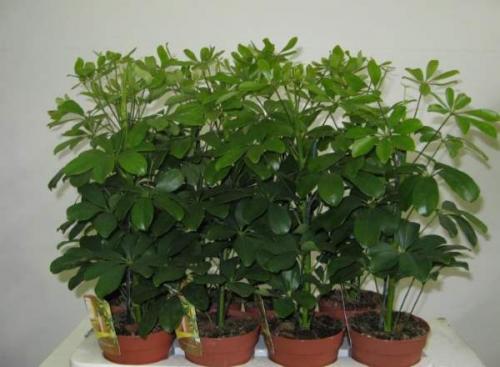 Топ-5 неприхотливых комнатных растений. Топ-5 самых неприхотливых комнатных растений 01 Топ-5 неприхотливых комнатных растений. Топ-5 самых неприхотливых комнатных растений 01