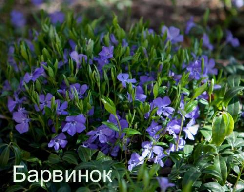 Какие высокие многолетники можно посадить в тени. Задерняющие растения 01