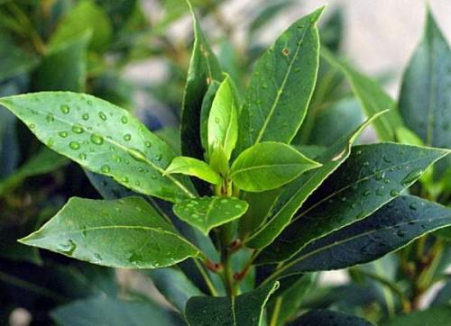 Топ-5 неприхотливых комнатных растений. Топ-5 самых неприхотливых комнатных растений 11 Топ-5 неприхотливых комнатных растений. Топ-5 самых неприхотливых комнатных растений 11