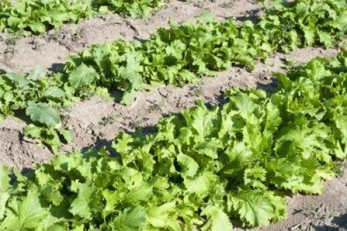 Засухоустойчивые овощи. Drought Resistant Vegetables: Growing Drought Tolerant Vegetables In Gardens