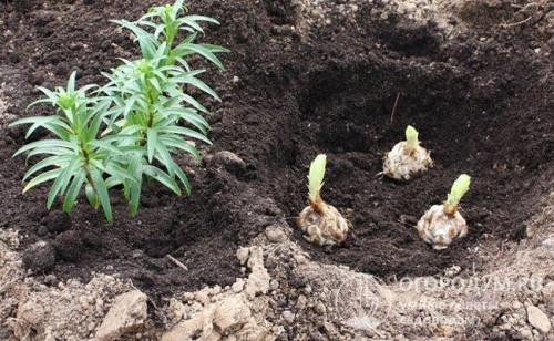 Как посадить лилию в открытый грунт. Подготовка места и требования по выращиванию