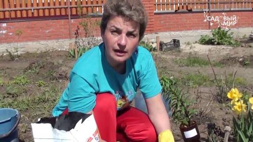 Как сажать и ухаживать за лилиями в открытом грунте. Посадка и уход за лилиями в открытом грунте 08