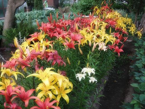 Лилия грунт. Выращивание лилий в открытом грунте: правила и советы