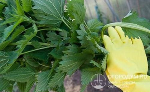 Как посадить лилию в открытый грунт. Подготовка места и требования по выращиванию