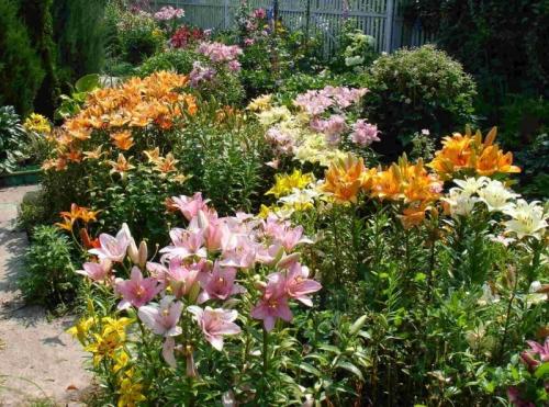 Как сажать и ухаживать за лилиями в открытом грунте. Посадка и уход за лилиями в открытом грунте 12