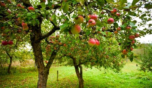 Как ухаживать за цветами и садом летом 06