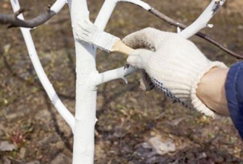 Уход за садом весной: обработка плодовых деревьев и декоративных кустарников