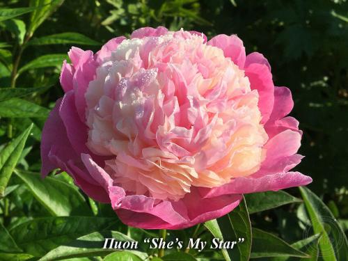 Как ухаживать за цветами и садом летом 10