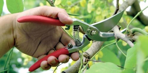 Как ухаживать за цветами и садом летом 05