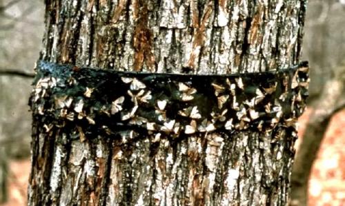 Как ухаживать за цветами и садом летом 09