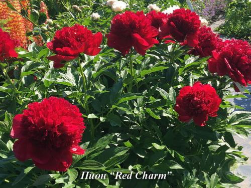 Как ухаживать за цветами и садом летом 12