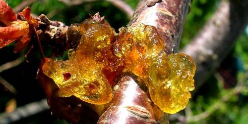 Как ухаживать за цветами и садом летом 03