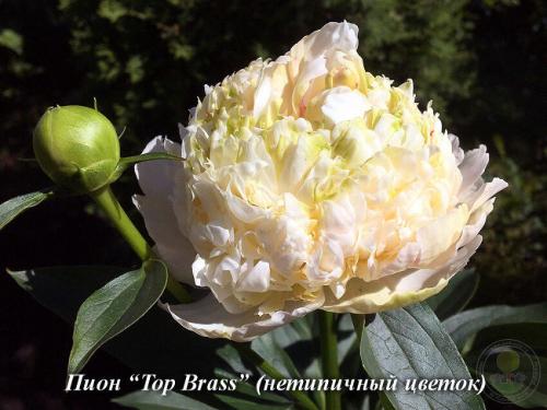 Как ухаживать за цветами и садом летом 11