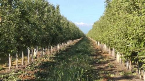 Уход за садом весной: обработка плодовых деревьев и декоративных кустарников