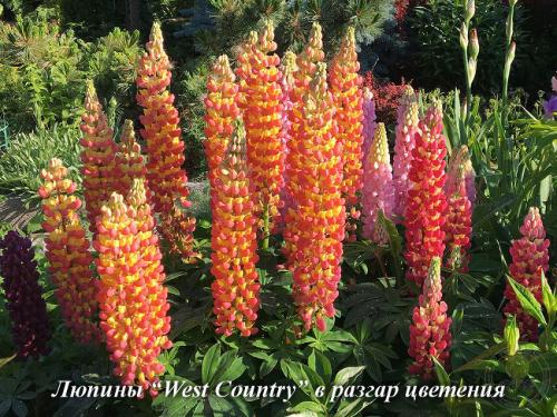 Как ухаживать за цветами и садом летом 14