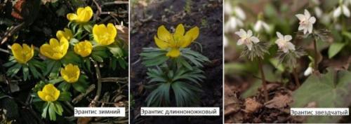 Цветы для дачи многолетние. Весенник или Эрантис (E ranthis)