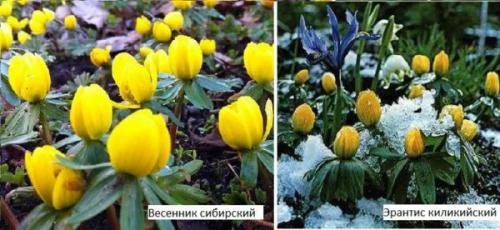 Цветы для дачи многолетние. Весенник или Эрантис (E ranthis)