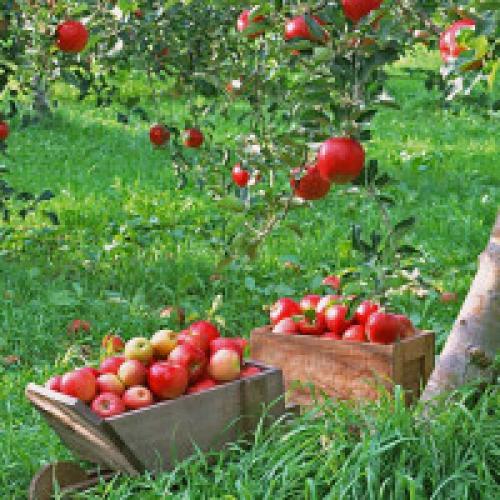 Уход за фруктовым садом. Посадка, уход и обрезка плодовых деревьев