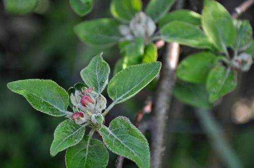 Весенняя обработка сада после цветения. Весенние работы для плодовых деревьев