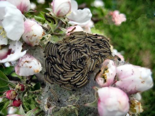 Весенняя обработка сада после цветения. Весенние работы для плодовых деревьев