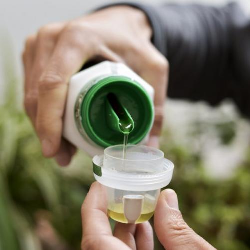 Чем подкормить комнатные цветы весной. Индивидуальный подход — лучшая стратегия возобновления подкормок