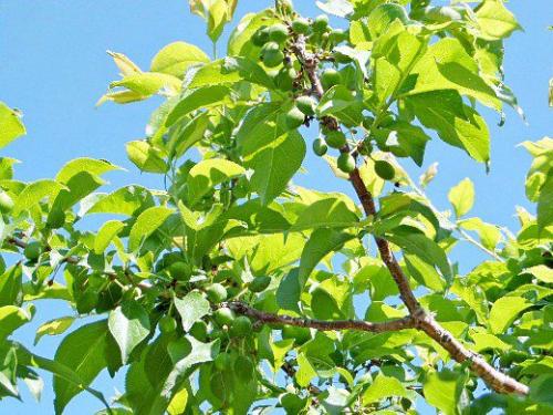 Чем подкормить деревья после цветения. Подкормка деревьев в разное время года