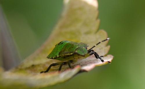 Весенняя обработка сада после цветения. Весенние работы для плодовых деревьев