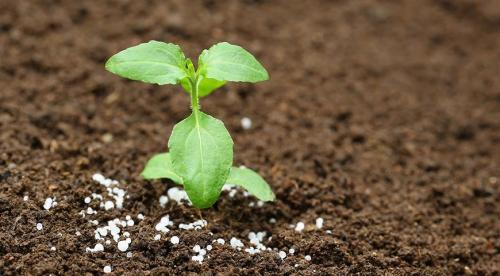 Уход за многолетними цветами и растениями на даче. Добавление статьи в новую подборку 03