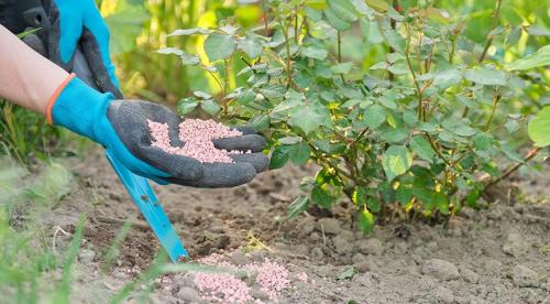 Уход за многолетними цветами и растениями на даче. Добавление статьи в новую подборку 04