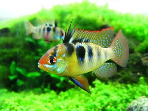 Рыбки для маленького аквариума 2 литра. Аквариумные рыбки для маленького аквариума